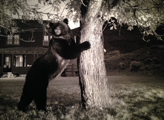 Wildlife abounds in new Wild exhibit at Nat Geo Museum