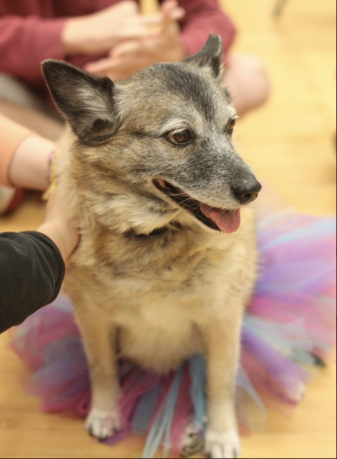 Students pet a PAL dog in the dance studio as a part of mental health week. 
