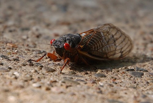 After having been subterranean for the past 17 years, the Brood X cicadas are emerging in the billions on the east coast, with Maryland at the epicenter of the mass emergence.