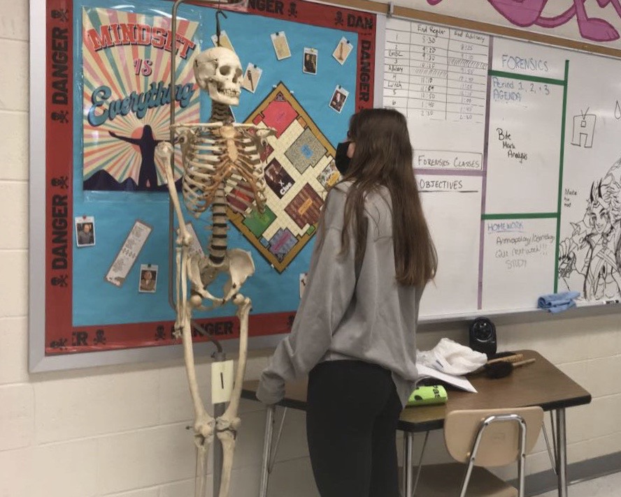 Junior Hannah Heifetz examines a real human skeleton in Mrs. Harmons forensic science class. Learning about anthropology, students studied many skeletons to determine identifying factors like gender, ethnicity, and age. It was a little creepy at first, but it was really interesting, Heifetz said. 