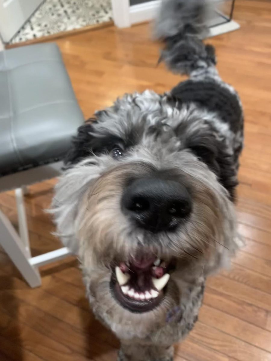 A two year old Aussie-Doodle says hello to the camera. 