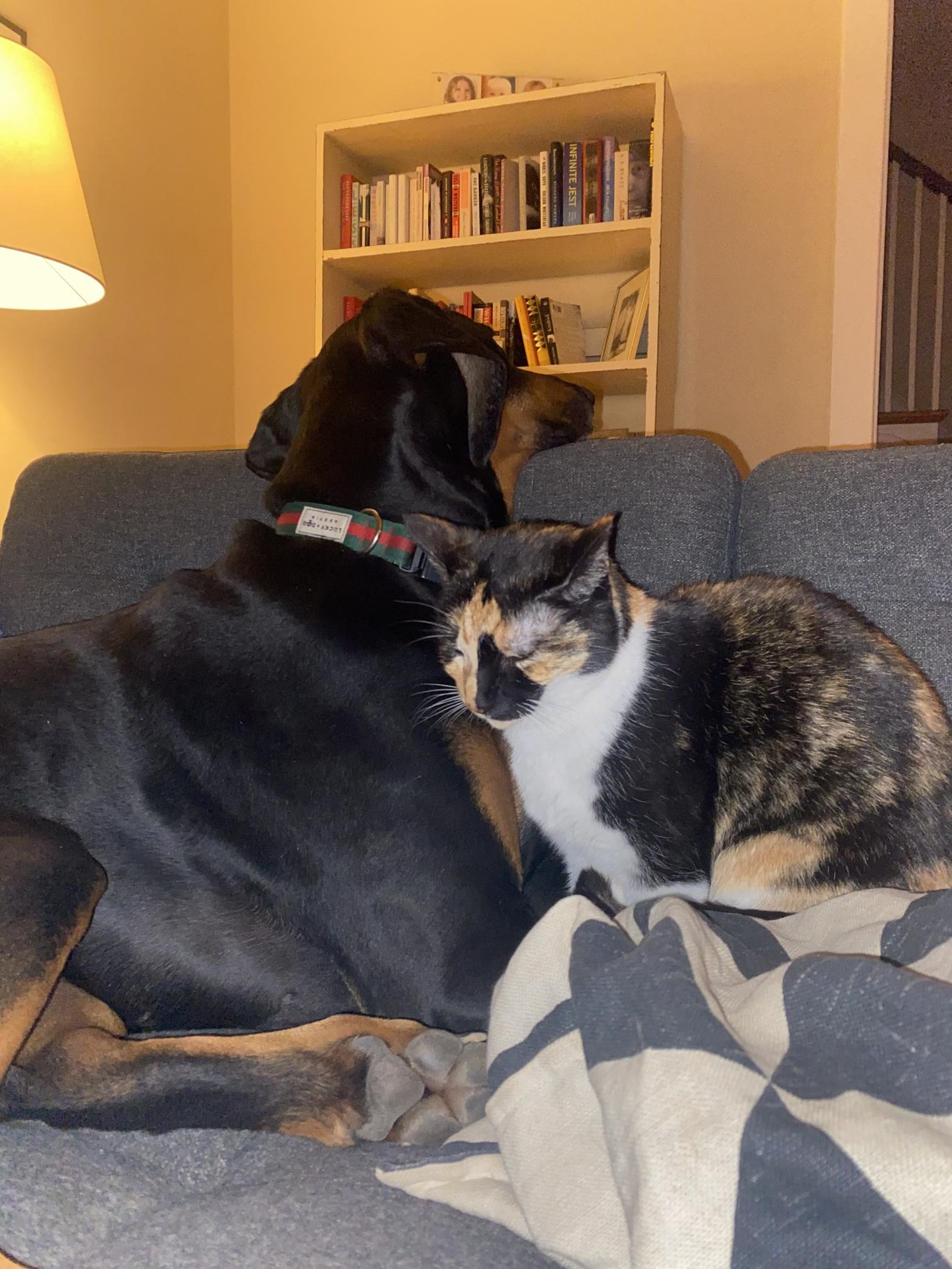 Rolo and Bia cuddle on the couch.