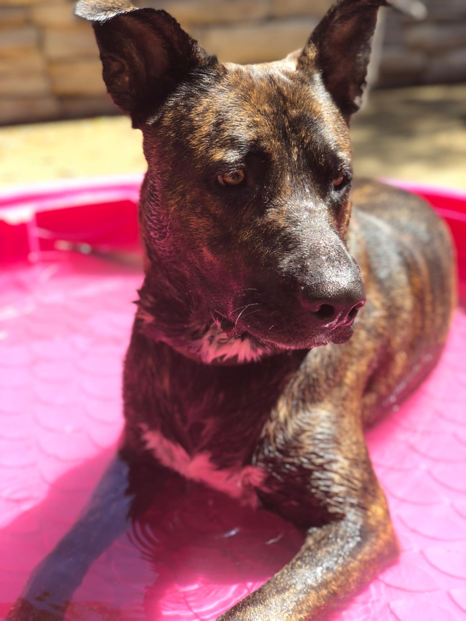 Jackson cools off in the pool on a hot day. 