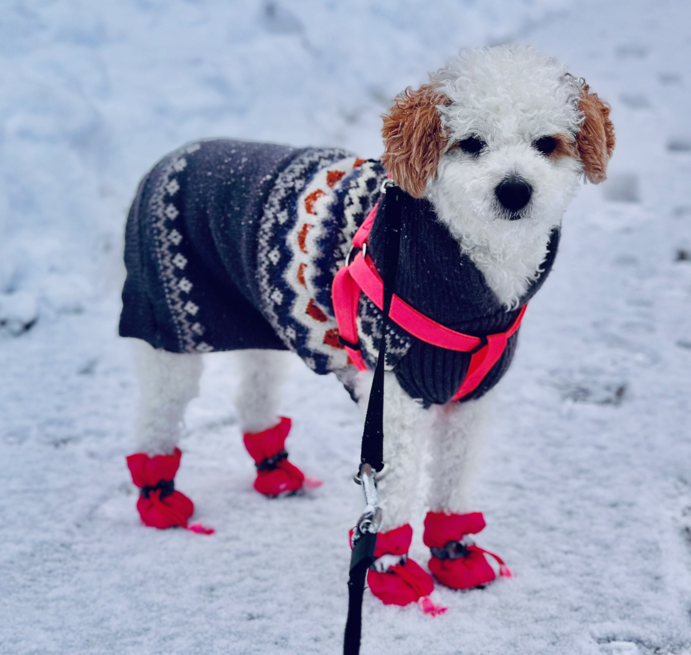 Nari takes a walk in the snow.