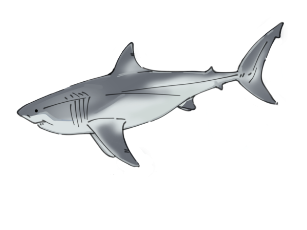 The megaladon has a thin, extended vertebrae.