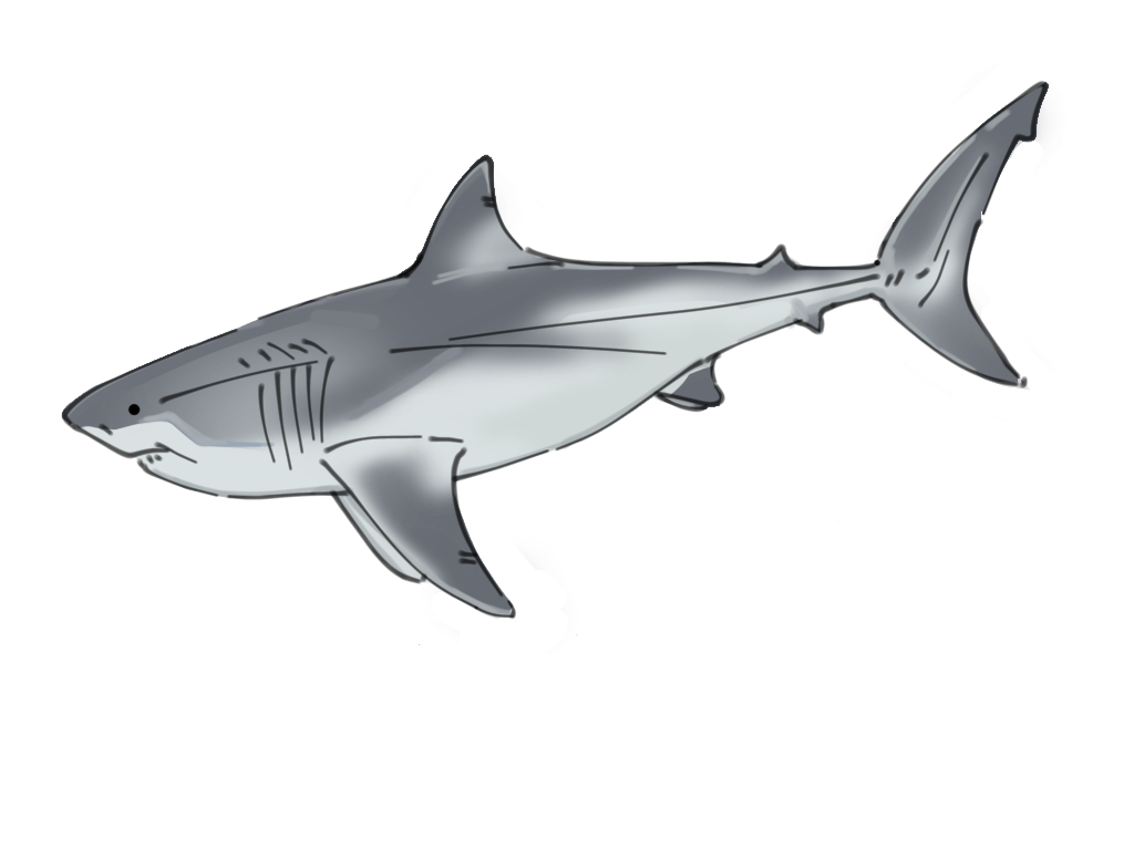 The megaladon has a thin, extended vertebrae.