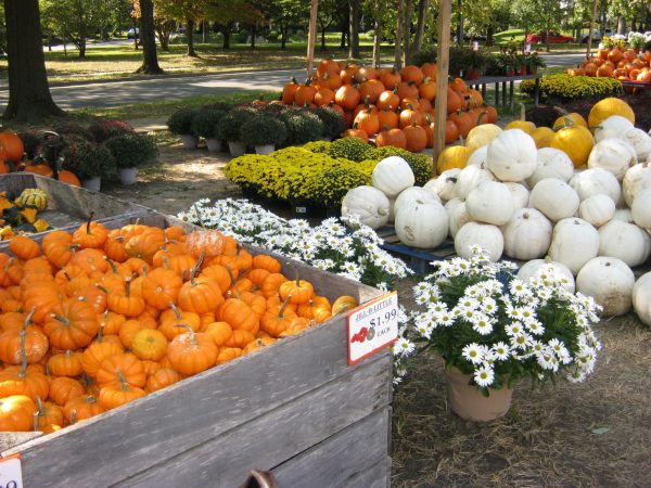 Pumpkins are a staple of the fall season and come in all sizes and colors, often used as both decorations and a sweet treat.