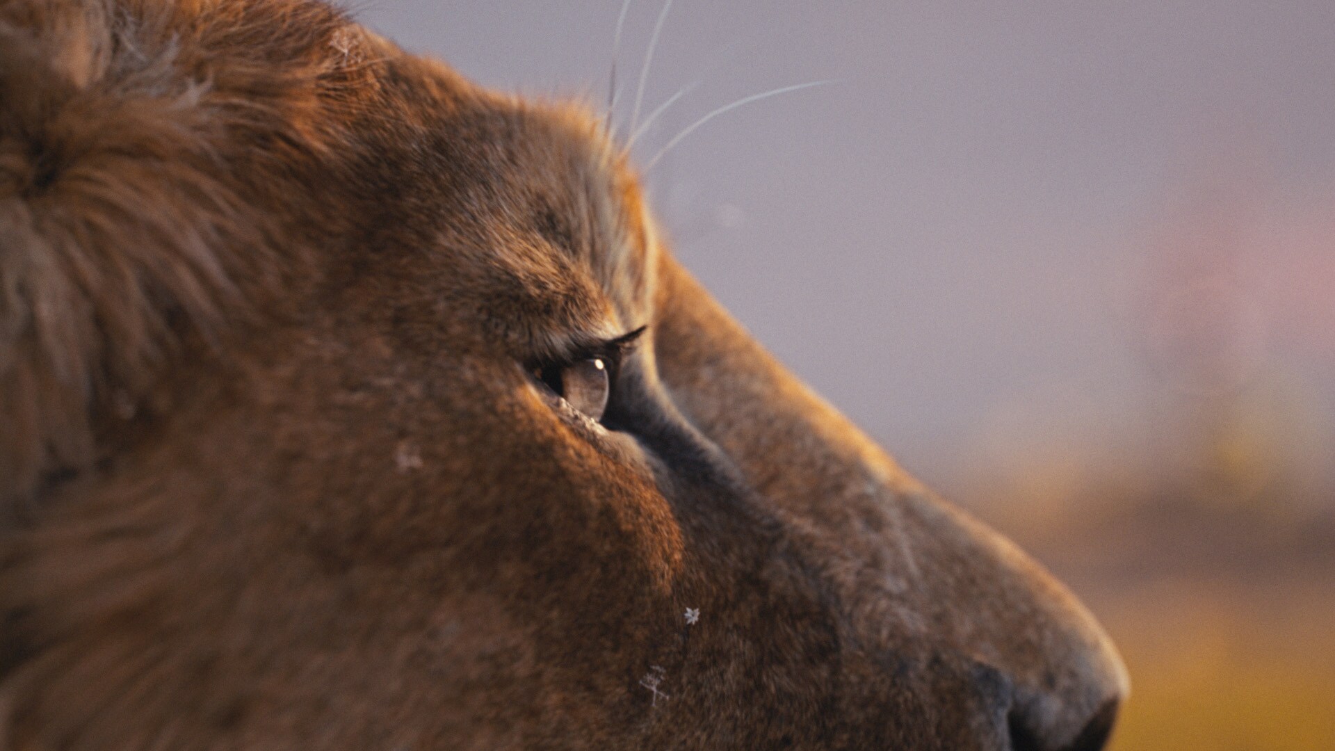 An image from Disney's upcoming "Mufasa" illustrating the titular character resting in contemplation.
Photo courtesy of Disney.