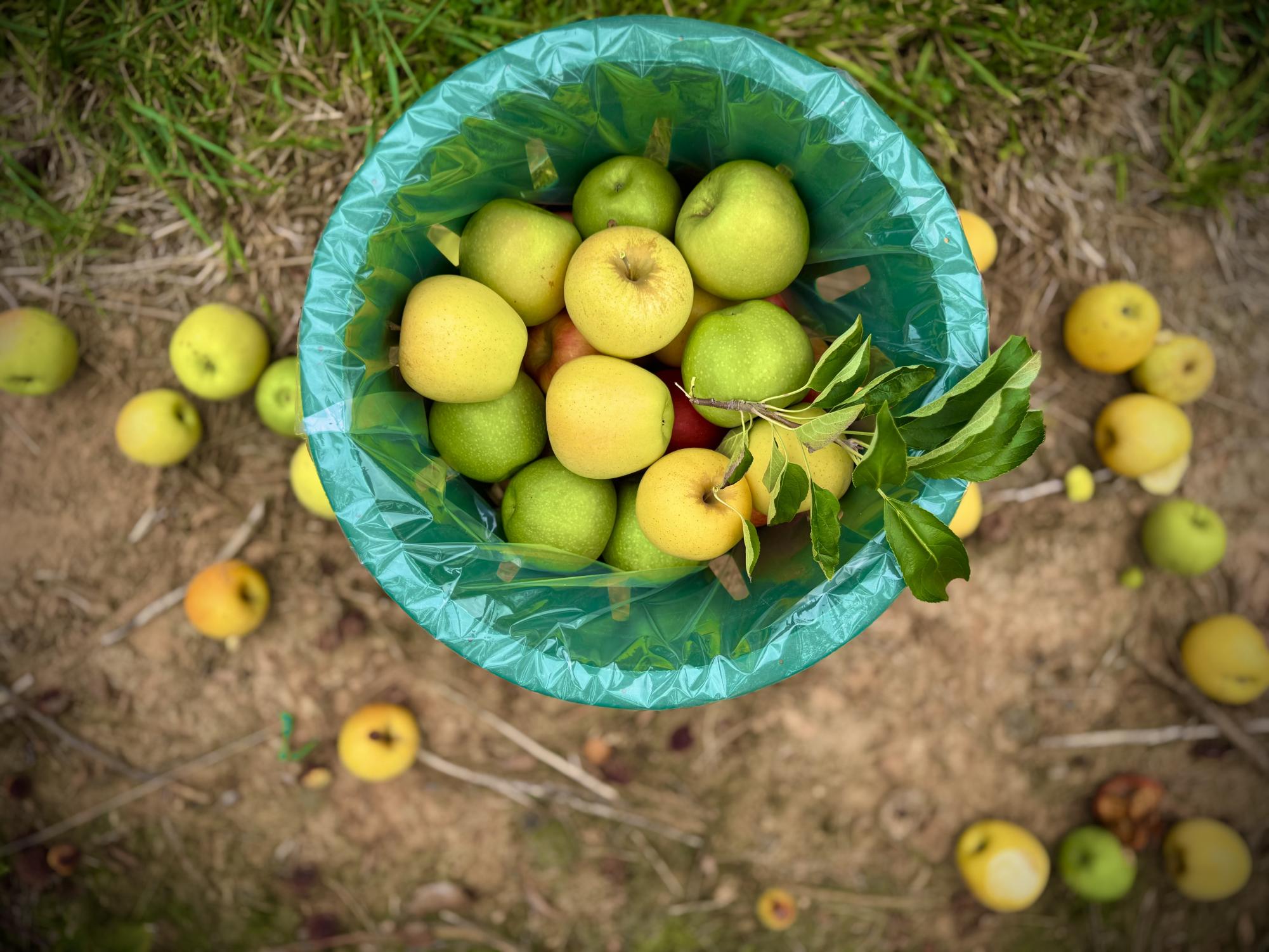 A bucket of Granny Smith apples. 