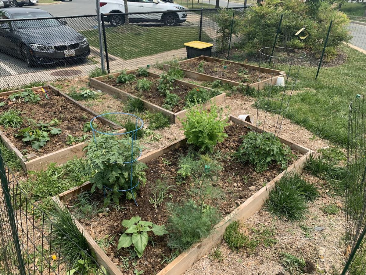 The four raised garden beds with plants growing inside, located in front of the staff parking lot. (Picture courtesy of Kylen Tow)